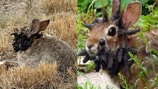 rabbits with tentacles