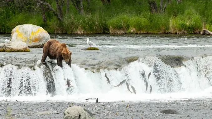 Fat Bear Week 2025: How to Cast Your Vote and Support Conservation