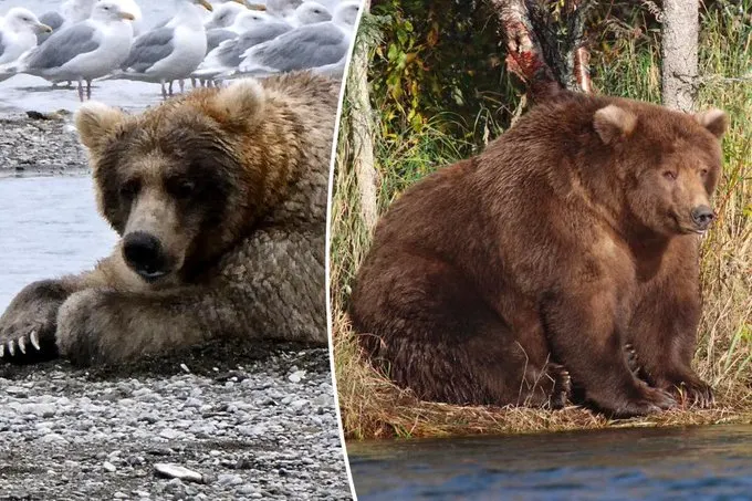 Fat Bear Week 2025: How to Cast Your Vote and Support Conservation
