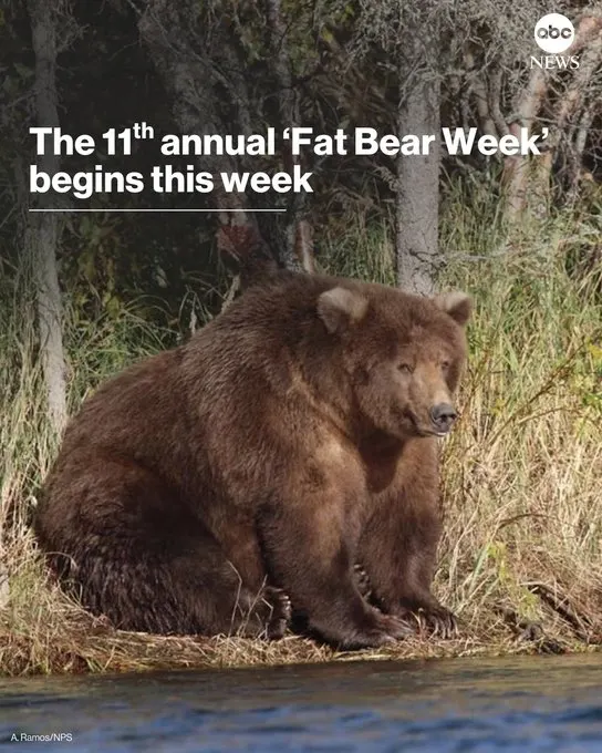 Fat Bear Week 2025: How to Cast Your Vote and Support Conservation