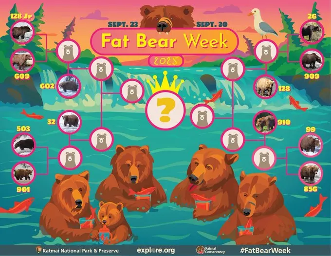 Fat Bear Week 2025: How to Cast Your Vote and Support Conservation