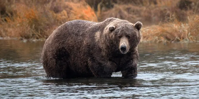 Fat Bear Week 2025: How to Cast Your Vote and Support Conservation
