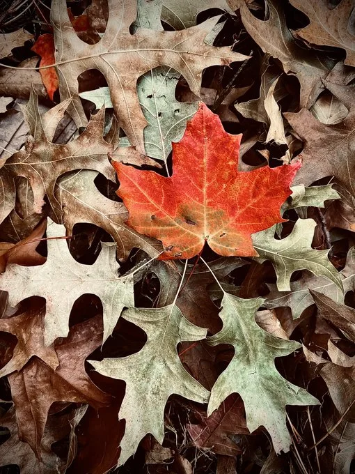 First Day of Fall 2025: Complete Autumn Equinox Calendar & Weather