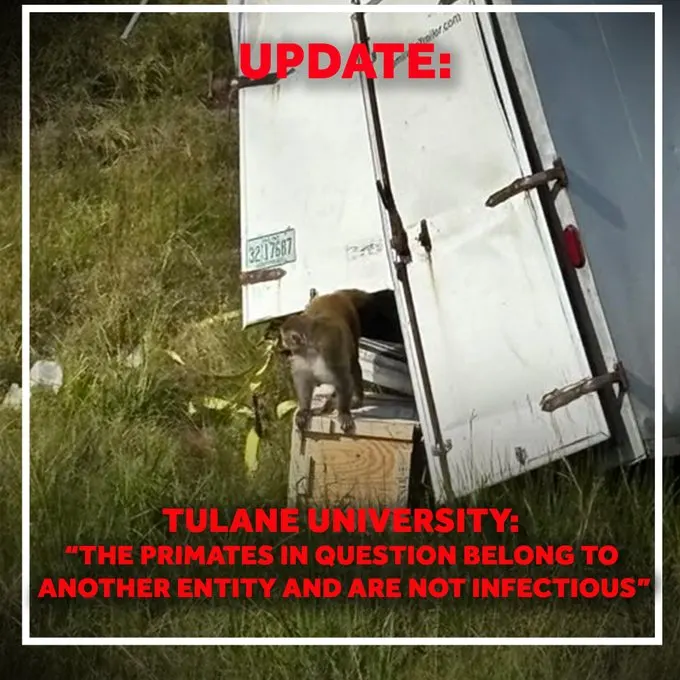 Monkeys Loose in Mississippi