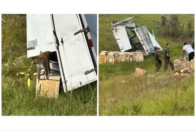 Monkeys Loose in Mississippi