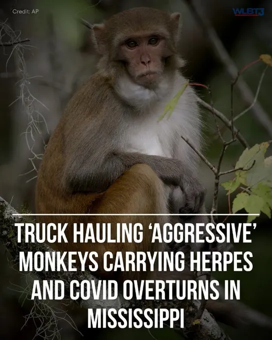 Monkeys Loose in Mississippi