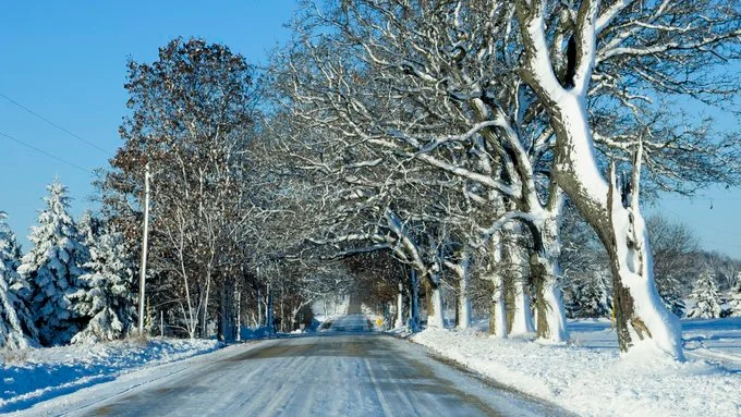 trees exploding from cold